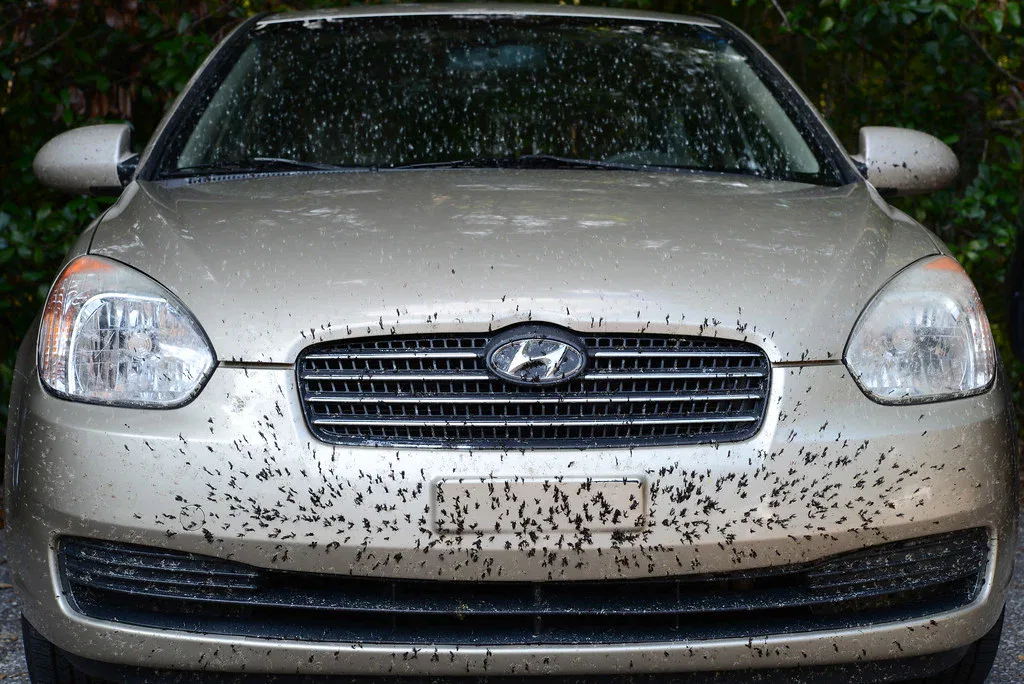 3-Step Love Bug Solution for Ocala Cars (Safe Removal)